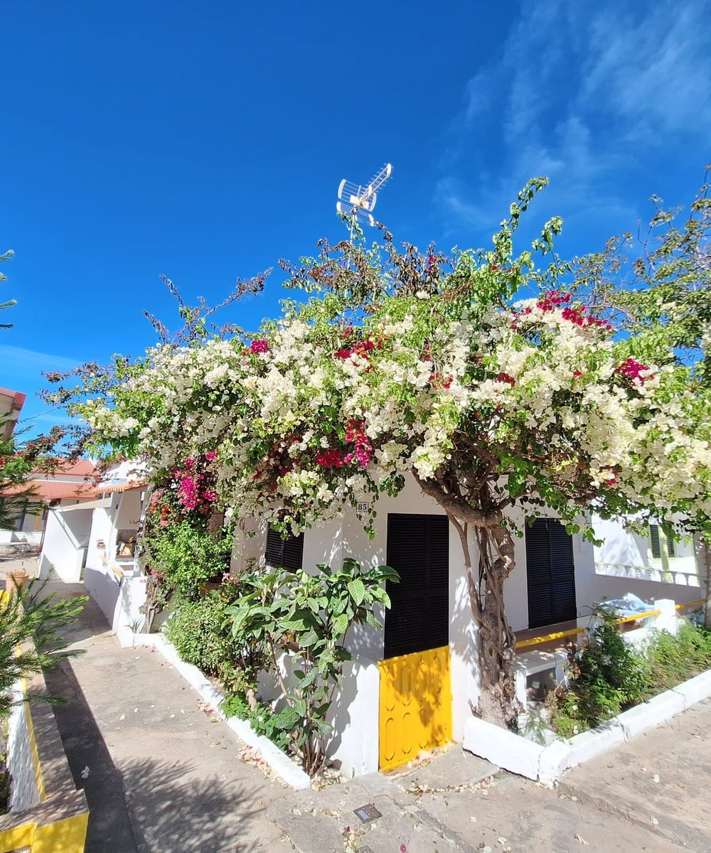 Wit vissershuis met bougainville op het eiland Armona