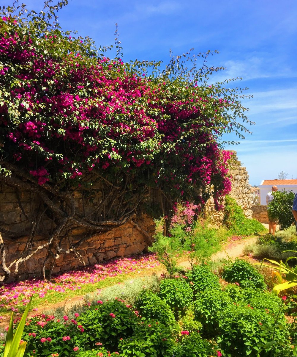 Kloostertuin in Tavira met bloeiende bougainville